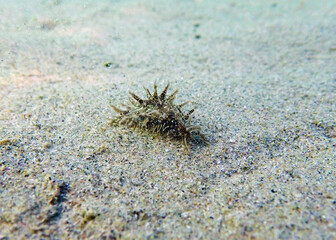 Ragged Hairy Sea hare - Bursatella leachii