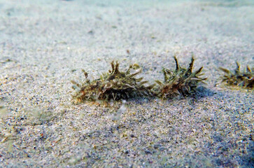 Ragged Hairy Sea hare - Bursatella leachii