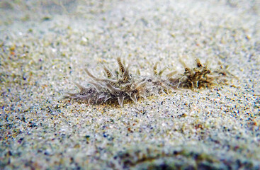 Ragged Hairy Sea hare - Bursatella leachii