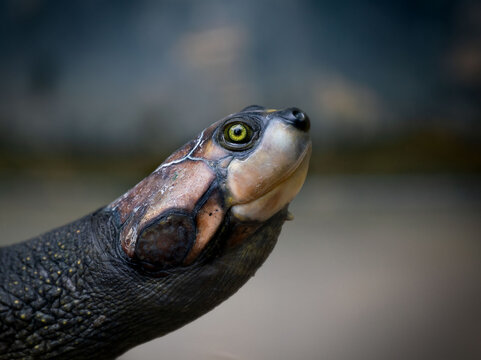 Tortuga amaz&oacute;nica mirando hacia arriba