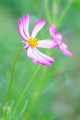 Fototapeta premium 朝日に照らされたコスモス。青い空を背景に、神戸総合運動公演コスモスの丘にて撮影