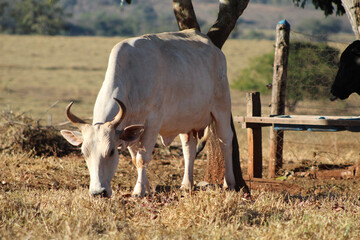 Vaca