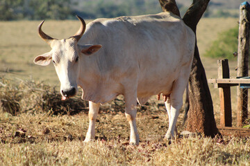 Vaca