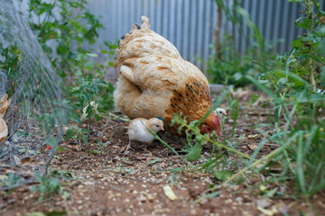 baby chicks and mother chicken feeding in the backyard in Adelaide, South Australia