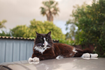 Fototapeta na wymiar beautiful fluffy cat having a lazy and relaxing day on top of the roof of a car outdoors in summer