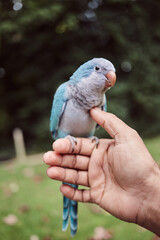 Beautiful Cute Blue Quaker Parrot with Vibrant Feathers outdoors sitting on hand and perches surrounded by autumn fallen leafs and flowers