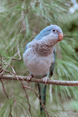 Beautiful Cute Blue Quaker Parrot with Vibrant Feathers outdoors sitting on hand and perches surrounded by autumn fallen leafs and flowers