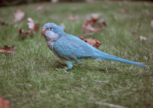 Beautiful Cute Blue Quaker Parrot with Vibrant Feathers outdoors sitting on hand and perches surrounded by autumn fallen leafs and flowers