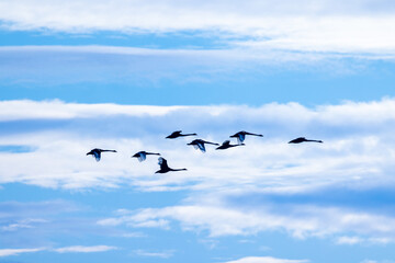 Black Swan in Australasia