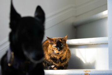 Angry cat and a dog silhouette