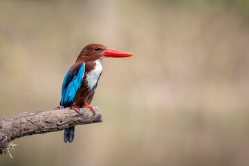 Image of White-throated Kingfisher(Halcyon smyrnesis) on branch on nature background. Bird. Animals.