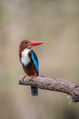 Image of White-throated Kingfisher(Halcyon smyrnesis) on branch on nature background. Bird. Animals.
