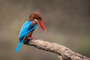 Image of White-throated Kingfisher(Halcyon smyrnesis) on branch on nature background. Bird. Animals.