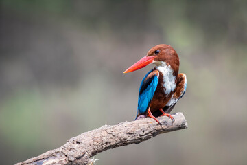 Image of White-throated Kingfisher(Halcyon smyrnesis) on branch on nature background. Bird. Animals.