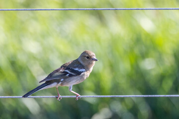 Chaffinch European Finch Bird  