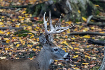 White-tailed deer in the state park