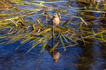 Chaffinch European Finch Bird  