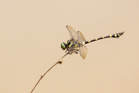 Image of gomphidae dragonfly(Ictinogomphus Decoratus) on dry branches on nature background. Insect. Animal.