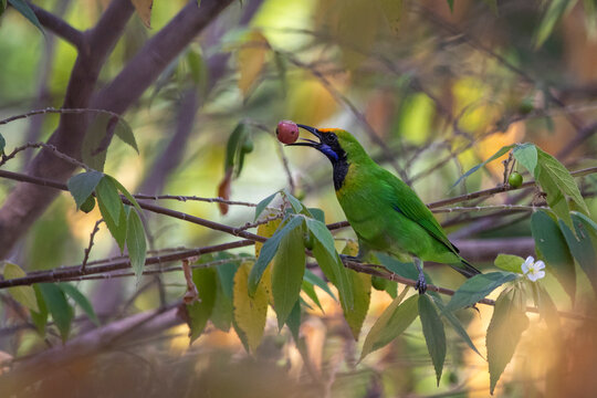Image of Golden fronted leafbird bird (Chloropsis aurifrons) eating fruit on branch on nature background. Birds. Animals.