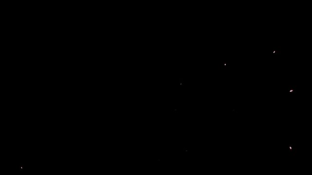 Transition - Falling sakura petals 