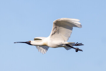 Royal Spoonbill in New Zealand