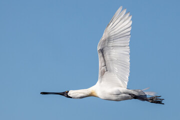 Royal Spoonbill in New Zealand