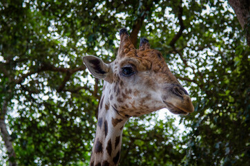 Close-up of a giraffe in front of some with green leaves as background.