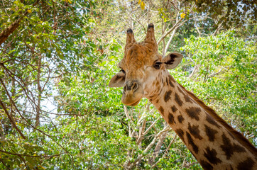 Close-up of a giraffe in front of some with green leaves as background.