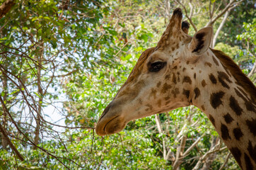 Close-up of a giraffe in front of some with green leaves as background.