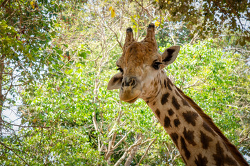 Close-up of a giraffe in front of some with green leaves as background.