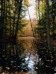 autumn in a still forest pond