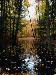 Obraz premium autumn in a still forest pond