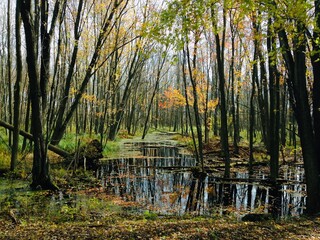 forest pond in autumn 