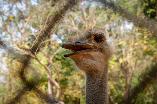 Close-up of an ostrich with feathered eye lashes on his head.