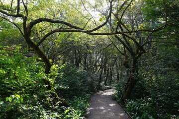 a refreshing summer forest with a boardwalk, in the sunlight