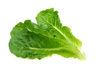 Green cos isolated on white background