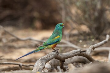 The adult male Mulga Parrot (Psephotus varius) is mostly emerald green in colour, but has a yellow band across its lower forehead