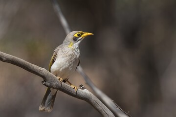 A medium sized grey coloured honyeater, with a black face and a distinctive yellow forehead and sides of throat known as the Yellow-throated Miner (Manorina flavigula)
