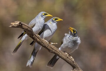 A medium sized grey coloured honyeater, with a black face and a distinctive yellow forehead and...