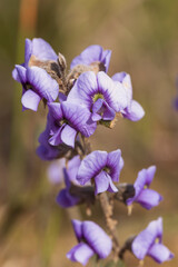 The purple flower of the Common Hovea (Hovea heterophylla)