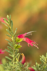 The varied flowers of the common Australian native shrub usually referred to as an Emu Bush (Eremophila georggi) 