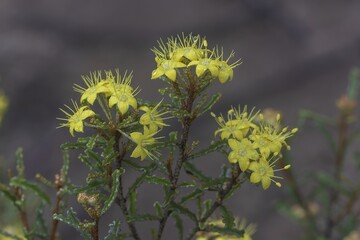 he yellow flowers of the Australian arid country native shrub known as the Desert Phebalium (Phebalium bullatum)