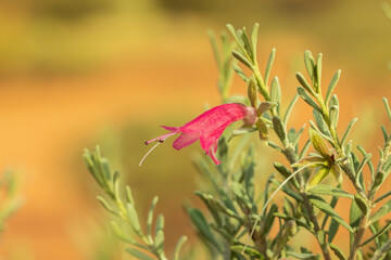 The varied flowers of the common Australian native shrub usually referred to as an Emu Bush...