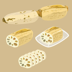 蓮根　Lotus-root
