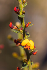 Gorse Bitter-pea (Dalviesia ulicifolia) is a small to medium sized Australian shrub, reaching two meters in size with yellow or red pea flowers, complete with keel, wings, and standard.
