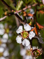The white flowers of the small wiry to compact Australian native shrub known as a Heath Tea-tree (Leptospermum myrsinoides)