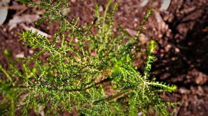 downwards picture of a tree
