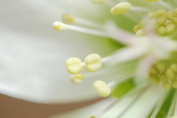 植物　マクロ