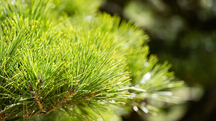 【植物】日本庭園の松の木
