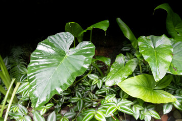 Jungle green plant background, jungle concept